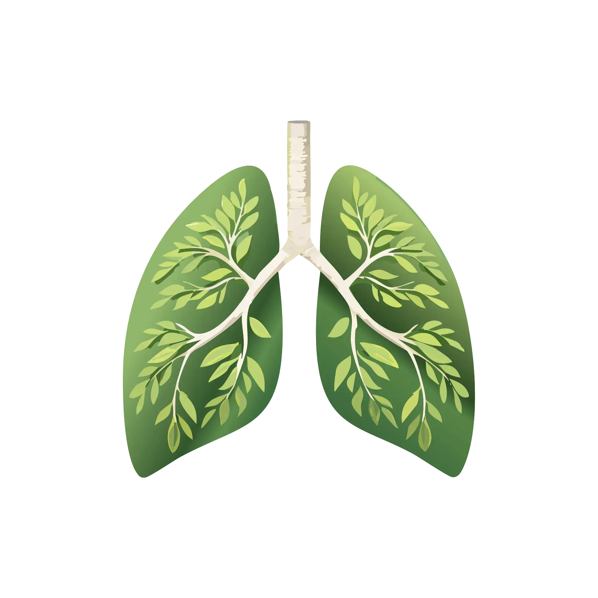 Anatomical lungs illustration representing Dr. Muhammad Ahmad's pulmonology and respiratory care expertise in Lahore